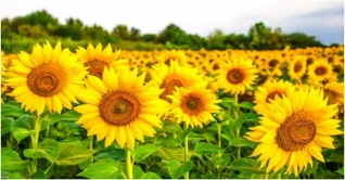 ফেনীতে বাণিজ্যিকভাবে সূর্যমুখীর চাষ হচ্ছে ফেনীতে বাণিজ্যিকভাবে সূর্যমুখীর চাষ হচ্ছে