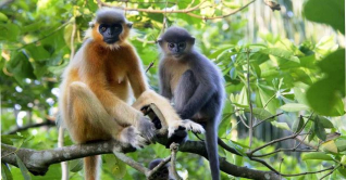 বিশ্ব প্রাণী দিবস আজ বিশ্ব প্রাণী দিবস আজ