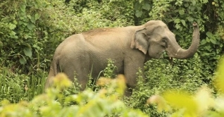 লামায় হাতির আক্রমণে নারী শ্রমিক নিহত