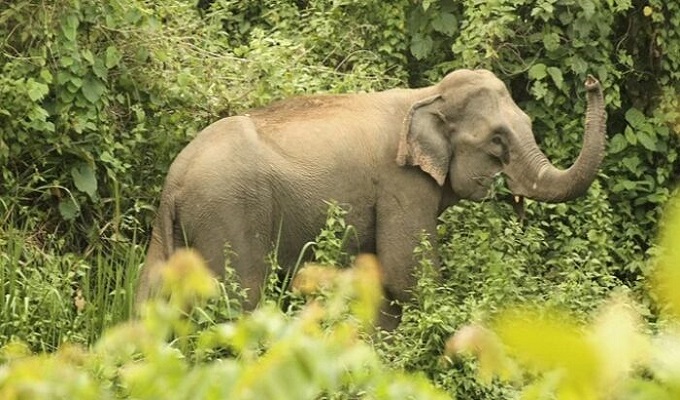 লামায় হাতির আক্রমণে নারী শ্রমিক নিহত