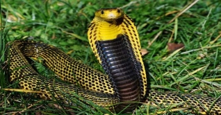 ঝিনাইদহে সাপের কামড়ে অন্তঃসত্ত্বা নারীর মৃত্যু