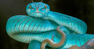 তীব্র গরমে তাপের সাথে সাপও বাড়ে যে কারণে