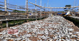 বঙ্গোপসাগরের শুঁটকি থেকে রাজস্ব আয় ৪ কোটি ১৮ লাখ টাকা বঙ্গোপসাগরের শুঁটকি থেকে রাজস্ব আয় ৪ কোটি ১৮ লাখ টাকা