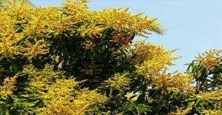 কালিহাতীর আমবাগানগুলো ভরে গেছে মুকুলে