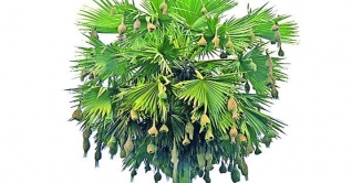 বাবুই পাখির জন্য কৃষক রিপনের ভালোবাসা বাবুই পাখির জন্য কৃষক রিপনের ভালোবাসা