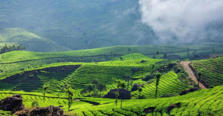 চা উৎপাদনে বিশ্বে বাংলাদেশের অবস্থান কত