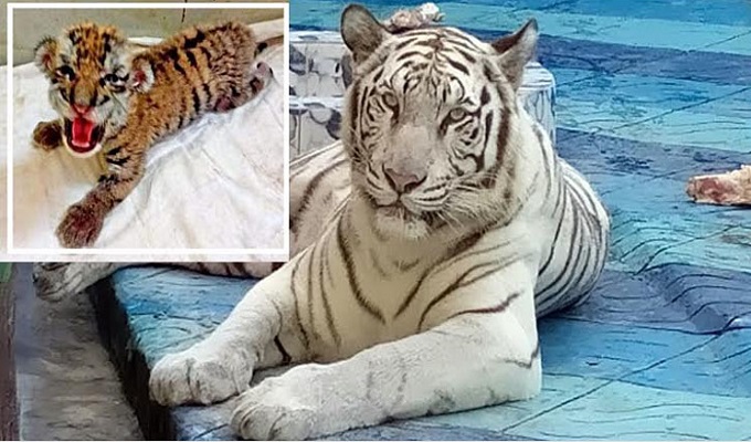 বাঘিনী মা শুভ্রা সাথে ইনসাটে নবজাতক।