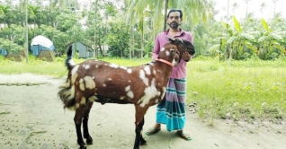 অলিউল্লাহ সখের ছাগলের দাম ৩ লাখ টাকা