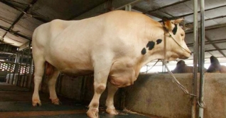 এবছর কোরবানির হাটে ডোনাল্ড ট্রাম্প!