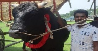 পরম যত্নে রত্ন হয়ে উঠেছে নাটোরের কালাতুফান পরম যত্নে রত্ন হয়ে উঠেছে নাটোরের কালাতুফান