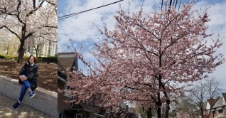 নিউ ইয়র্কে মুগ্ধতা ছড়াচ্ছে চেরি