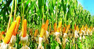 তিন সাথী ফসলের আগাম চাষে লাভবান হচ্ছেন কৃষকরা তিন সাথী ফসলের আগাম চাষে লাভবান হচ্ছেন কৃষকরা