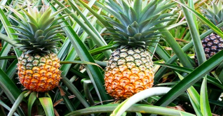 দেশজুড়ে রাবানের সুস্বাদু আনারসের খ্যাতি 