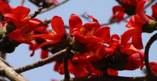 আগুন বরণ শিমুল ফুলের কথা