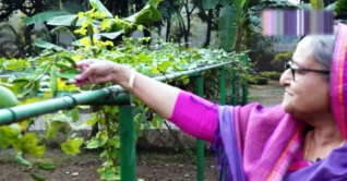 প্রধানমন্ত্রীর গণভবন যেন এক খামারবাড়ি, শত মণ পেয়াঁজের ফলন