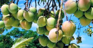 ব্রাহ্মণবাড়িয়ায় বিদেশি আম চাষে সাফল্য