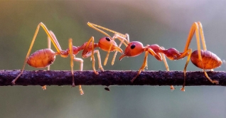পিঁপড়ার ঘরের অজানা খবর