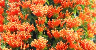 প্রকৃতি জুড়ে মনকাড়া ‘গোল্ডেন শাওয়ার’ প্রকৃতি জুড়ে মনকাড়া ‘গোল্ডেন শাওয়ার’