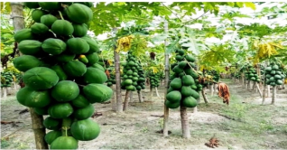 পেঁপে চাষে ছামাদের ভাগ্য বদল