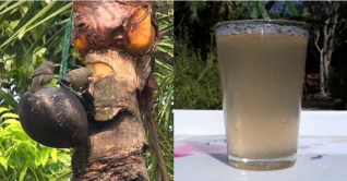 নিপাহ ভাইরাসে মৃত্যু, খেজুর রস না খাওয়ার পরামর্শ নিপাহ ভাইরাসে মৃত্যু, খেজুর রস না খাওয়ার পরামর্শ