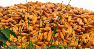 পঞ্চগড়ে ভুট্টার ব্যাপক ফলন