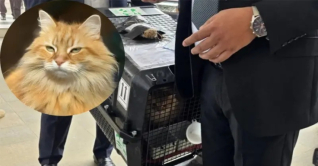 ব্যারিস্টার জাইমার সাথে পোষা বিড়াল জেবু এসেছ