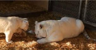 বিরল সাদা বাঘের জন্ম, মিরপুর চিড়িয়াখানায় আনন্দের ছোঁয়া