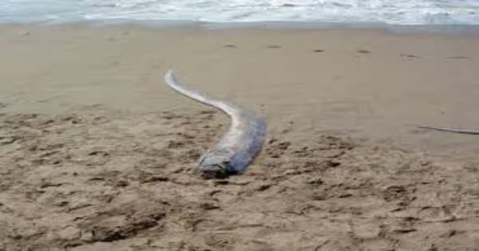 ছবি: সংগ্রহিত।