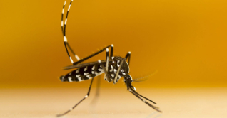 এডিস মশা চেনার উপায়, কামড়ায় কখন? এডিস মশা চেনার উপায়, কামড়ায় কখন?