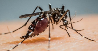 মশা তাড়ানোর ৮ উপায় মশা তাড়ানোর ৮ উপায়