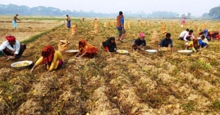 বগুড়ায় আলু উত্তোলনে ব্যস্ত সময় পার করছে কৃষক বগুড়ায় আলু উত্তোলনে ব্যস্ত সময় পার করছে কৃষক