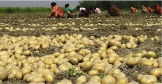 শেরপুরের আলু যাচ্ছে মালয়েশিয়া, রাশিয়া ও শ্রীলঙ্কায় শেরপুরের আলু যাচ্ছে মালয়েশিয়া, রাশিয়া ও শ্রীলঙ্কায়