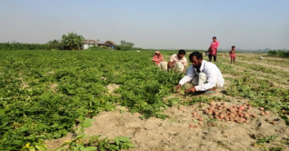 তিস্তা নদীর চরে আলু উত্তোলনে ব্যস্ত কৃষকরা