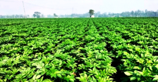 জয়পুরহাটে চাষ হচ্ছে সূর্যমুখি আলু