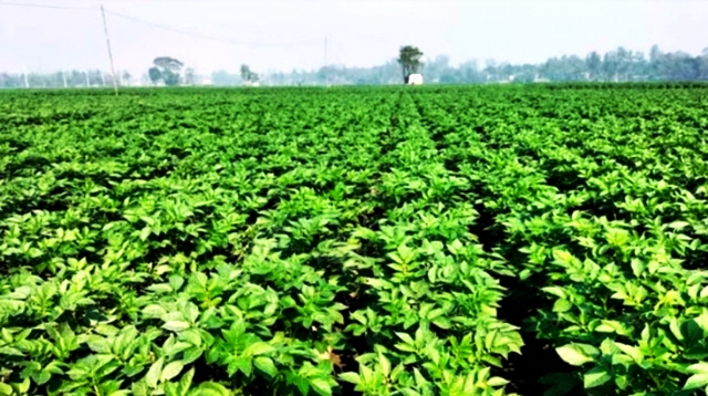 সংগৃহীত ছবি