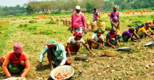 চাঁদপুরে আলুর বাম্পার ফলনে কৃষকের মুখে হাসি 