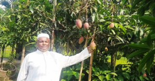 এক বাগানে ২৫ জাতের আম