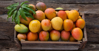 গাছপাকা আম চেনার উপায় জেনে নিন গাছপাকা আম চেনার উপায় জেনে নিন