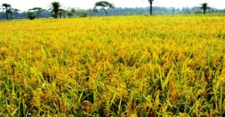 হবিগঞ্জে আমনের বাম্পার ফলন, বাড়ি বাড়ি পিঠা উৎসব হবিগঞ্জে আমনের বাম্পার ফলন, বাড়ি বাড়ি পিঠা উৎসব