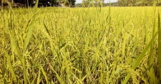 হবিগঞ্জে আমন ধানের বাম্পার ফলন হবিগঞ্জে আমন ধানের বাম্পার ফলন