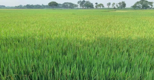 মেহেরপুরে আমনের বাম্পার ফলন: ৩৩ লাখ মন ধান উৎপাদনের আশা