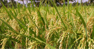 মাঠে রোপা আমনে সবুজের ঢেউ মাঠে রোপা আমনে সবুজের ঢেউ