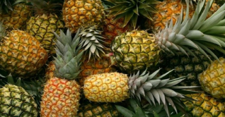 গারো পাহাড়ের পতিত জমিতে আনারস চাষ