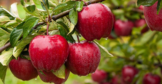 খোসাসহ আপেল খেলে কী হয়? খোসাসহ আপেল খেলে কী হয়?