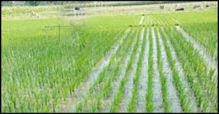 আউশ আবাদের ধুম পড়েছে কুমিল্লায় আউশ আবাদের ধুম পড়েছে কুমিল্লায়