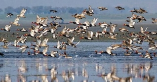 আমাদের বন্ধু অতিথি পাখিরা আজ বিপন্ন আমাদের বন্ধু অতিথি পাখিরা আজ বিপন্ন