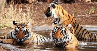 বার্ড ফ্লু : ভিয়েতনামে প্রাণ গেল ৪৭টি বাঘ, ৩টি সিংহের বার্ড ফ্লু : ভিয়েতনামে প্রাণ গেল ৪৭টি বাঘ, ৩টি সিংহের