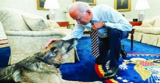 বাইডেনের পোষা কুকুর চ্যাম্প মারা গেছে বাইডেনের পোষা কুকুর চ্যাম্প মারা গেছে