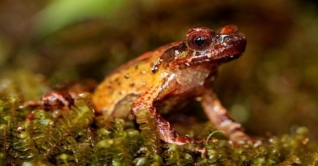 মেকং অঞ্চলে ২০০ নতুন প্রজাতির প্রাণীর সন্ধান মেকং অঞ্চলে ২০০ নতুন প্রজাতির প্রাণীর সন্ধান