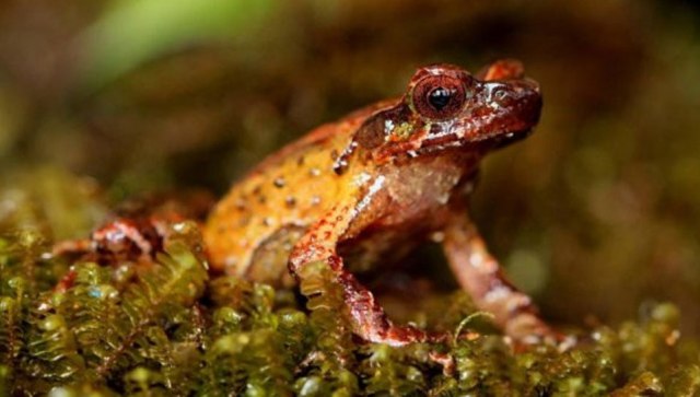 ফাইল ছবি